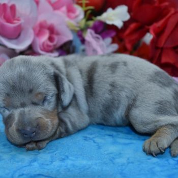 Looking for a female blue tan cream dapple smooth coat miniature dachshund puppies for sale near me.
