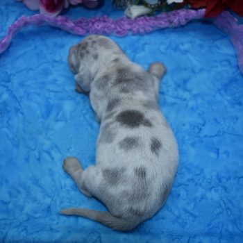 blue and cream dapple dachshund puppies for sale near Colorado Springs, CO