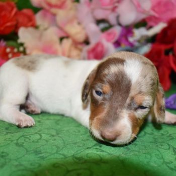 AKC female chocolate tan piebald dapple smooth coat miniature dachshund puppy for sale