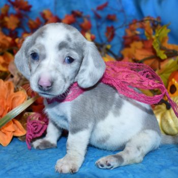 AKC female blue cream dapple blue eyes miniature dachshund puppies