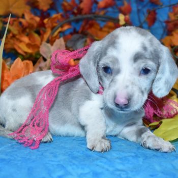 Looking for a female blue cream dapple smooth coat miniature dachshund puppies near me