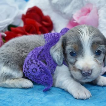 Looking for a female blue tan cream piebald dapple longhair miniature dachshund puppies for sale in Colorado