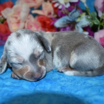female blue tan dapple smooth coat miniature dachshund puppies in Colorado