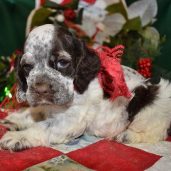 Looking for a male chocolate tan roan cocker spaniel puppy for sale