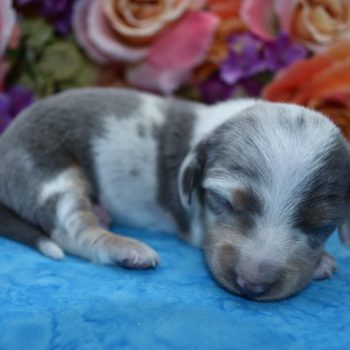 calico blue cream longhair dapple miniature dachshund puppies for sale near me.