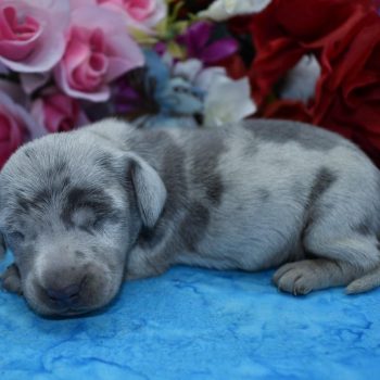 blue and cream dapple mini dachshund puppies for sale near me