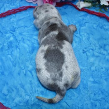 blue and cream dapple miniature dachshund puppies
