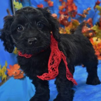 Quality solid black cockapoo puppies for sale near me.