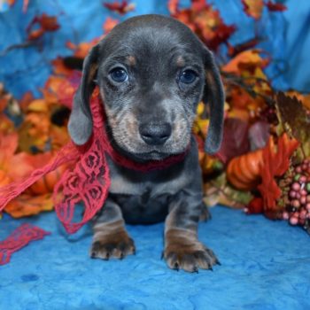 Remy-blue-tan-smooth-coat-miniature-dachshund7.1