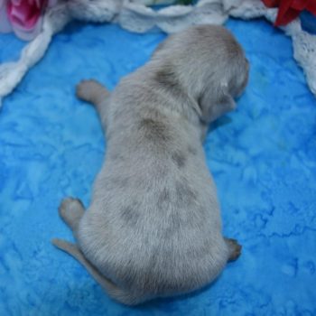 blue and cream miniature dachshund puppies