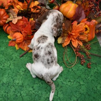 chocolate tan piebald dapple smooth coat miniature dachshund puppies for sale
