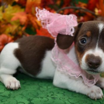 AKC female chocolate tan piebald mini-dachshund puppy for sale near me