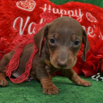 Looking for a male chocolate tan smooth coat miniature dachshund puppy for sale in Colorado