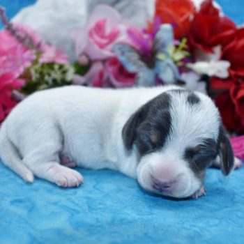 blue tan piebald smooth coat miniature dachshund puppies for sale in Colorado