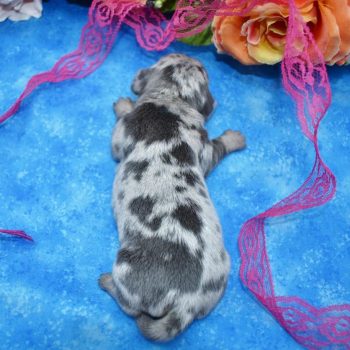 AKC female blue cream dapple smooth coat miniature dachshund puppies for sale
