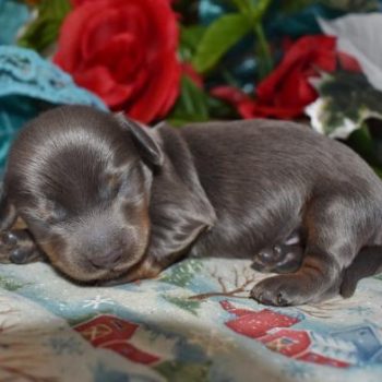 Male Blue Tan LH Miniature Dachshund Puppies for sale