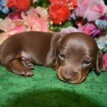 female chocolate tan smooth coat miniature dachshund puppy for sale