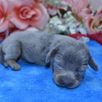 AKC blue and tan dapple smooth coat mini-dachshund puppies for sale.