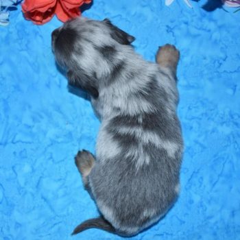 male blue cream dapple longhair miniature dachshund puppies for sale in CO