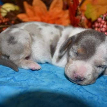 AKC female blue cream dapple smooth coat miniature dachshund puppy for sale in Colorado
