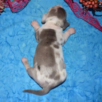 Skye-blue-cream-dapple-smooth-coat-miniature-dachshund2.3