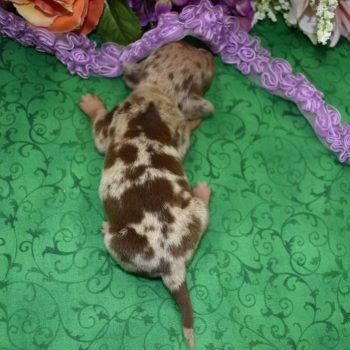 AKC mini-dachshund puppies for sale in Colorado