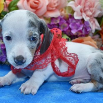 AKC blue and tan piebald smooth coat miniature dachshund puppies for sale in Colorado.