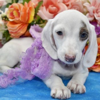 AKC female Isabelle Tan Piebald Smooth Coat miniature dachshund puppies for sale.