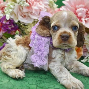 AKC sable parti merle cocker spaniel puppies with ocean blue eyes for sale.