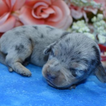 Stitch-blue-tan-cream-dapple-smooth-coat-miniature-dachshund1.2