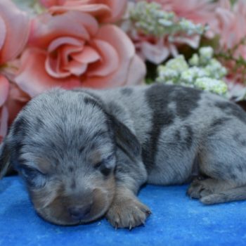 AKC blue and tan cream dapple miniature dachshund puppies for sale.