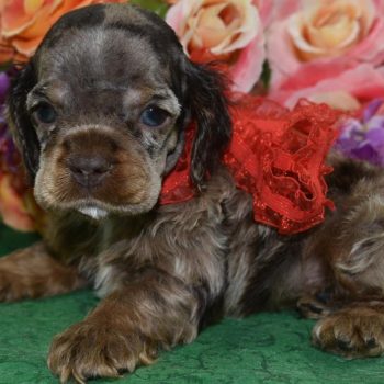 AKC chocolate tan merle blue eyes American cocker spaniel puppies for sale.