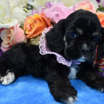 AKC Reputable licensed black white markings cocker spaniel puppies for sale.