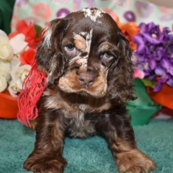 Chocolate Merle cocker spaniel puppy for sale