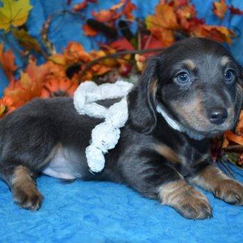 AKC male blue tan longhair miniature dachshund puppy for sale