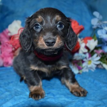 longhair miniature dachshund puppies for sale