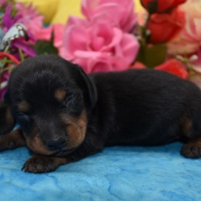 Teddy-black-tan-smooth-coat-miniature-dachshund2.3
