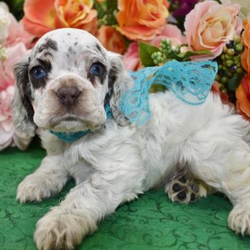 Merle Cocker Spaniel puppies for sale.