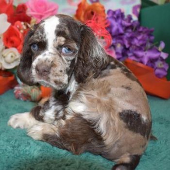 AKC Chocolate Merle cocker spaniel puppy for sale