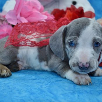 AKC male blue tan cream dapple with blue eyes miniature dachshund puppy for sale near me.
