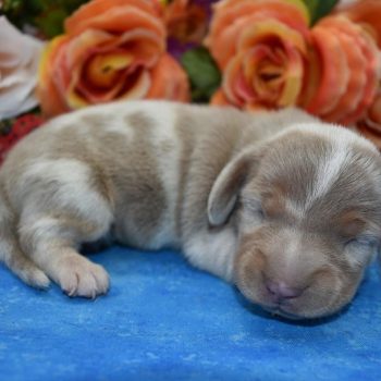 AKC male isabelle cream dapple smooth coat miniature dachshund puppies for sale.