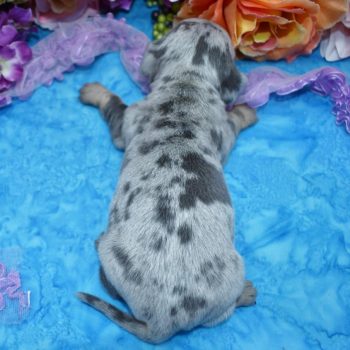 blue tan cream dapple longhair miniature dachshund puppies for sale in Colorado.
