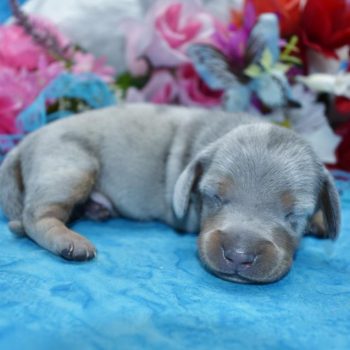 Tyson-blue-tan-cream-dapple-smooth-coat-miniature-dachshund1.1