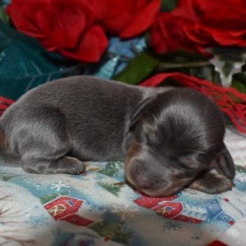 AKC Male Blue Tan LH Miniature Dachshund Puppies for sale