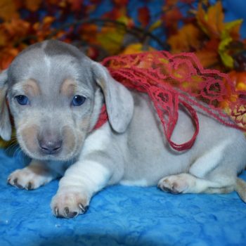 Looking for a male blue tan cream smooth coat dapple miniature dachshund for puppies near me
