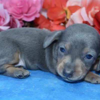AKC blue and tan dapple smooth coat miniature dachshund puppies for sale near me.