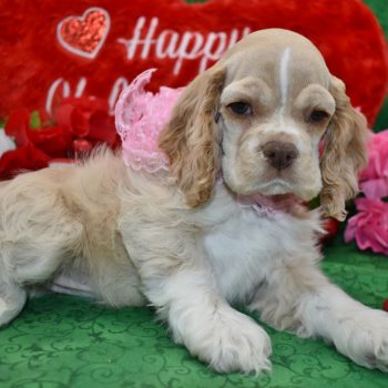 buff cocker spaniel puppies for sale