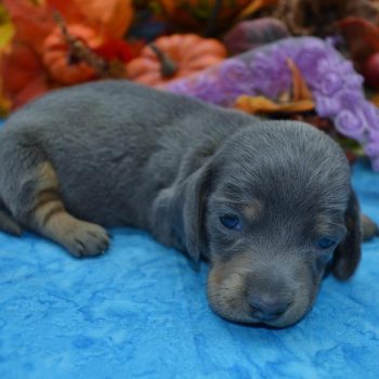 AKC female blue tan smooth coat miniature dachshund puppies for sale near me.