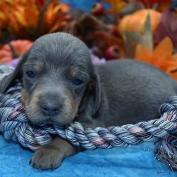 Miniature Dachshund Puppies for sale.