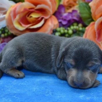 AKC female blue and tan smooth coat miniature dachshund puppies for sale.